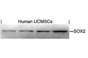 Western blot analysis of extracts from human Umbilical cord mesenchymal stem cell using SOX2. (SOX2 antibody  (AA 76-80))