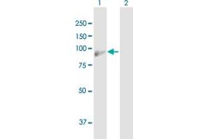 Western Blot analysis of MALT1 expression in transfected 293T cell line ( H00010892-T01 ) by MALT1 MaxPab polyclonal antibody. (MALT1 antibody  (AA 1-813))
