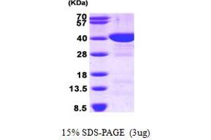 SDS-PAGE (SDS) image for Fructose-1,6-Bisphosphatase 1 (FBP1) (AA 1-338) protein (His tag) (ABIN666902) (FBP1 Protein (AA 1-338) (His tag))
