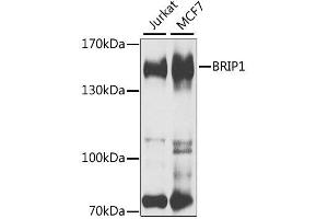Western blot analysis of extracts of various cell lines, using BRIP1 antibody. (BRIP1 antibody  (AA 1-260))
