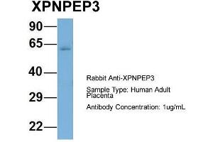 Host: Rabbit  Target Name: XPNPEP3  Sample Tissue: Human Adult Placenta  Antibody Dilution: 1. (XPNPEP3 antibody  (N-Term))
