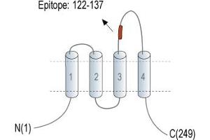 anti-Tetraspanin 7 (TSPAN7) (AA 155-169), (Extracellular), (Loop 2) antibody