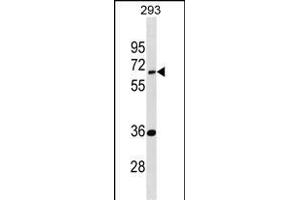 EDC3 Antibody (Center) (ABIN1881280 and ABIN2839105) western blot analysis in 293 cell line lysates (35 μg/lane). (EDC3 antibody  (AA 219-247))