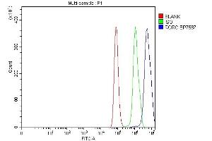 Flow Cytometry analysis of Hela cells using anti-ROR gamma/RORC antibody (ABIN7601098). (RORC antibody  (AA 286-511))