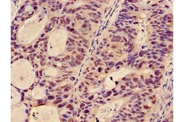 GCNT3 antibody  (AA 250-419)