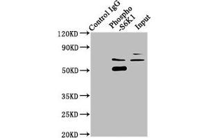 Immunoprecipitating Phospho-RPS6KB1 in Hela whole cell lysate Lane 1: Rabbit control IgG(1 μg)instead of ABIN7127746 in Hela whole cell lysate. (Recombinant RPS6KB1 antibody  (pSer424, pThr421))