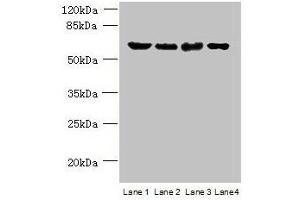 Western blot All lanes: POLR3C antibody at 2 μg/mL Lane 1: 293T whole cell lysate Lane 2: Hela whole cell lysate Lane 3: Mouse brain tissue Lane 4: THP-1 whole cell lysate Secondary Goat polyclonal to rabbit IgG at 1/10000 dilution Predicted band size: 61 kDa Observed band size: 61 kDa (POLR3C antibody  (AA 1-534))
