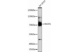 Western blot analysis of extracts of SH-SY5Y cells, using B Rabbit mAb (ABIN7265879) at 1:1000 dilution. (BACE1 antibody)