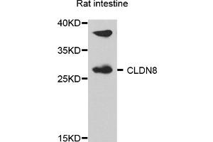 Western blot analysis of extract of various cells, using CLDN8 antibody. (CLDN8 antibody)