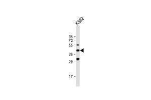 VEGFC antibody  (N-Term)