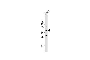 Anti-VEGF3 Antibody (N-term) at 1:1000 dilution + K562 whole cell lysate Lysates/proteins at 20 μg per lane. (VEGFC antibody  (N-Term))