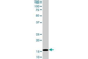 Western Blotting (WB) image for anti-Histone Cluster 1, H3d (HIST1H3D) (AA 1-61) antibody (ABIN1498666) (HIST1H3D antibody  (AA 1-61))