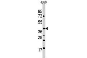 Western blot analysis of POU5F1 polyclonal antibody  in HL-60 cell line lysates (35 ug/lane).