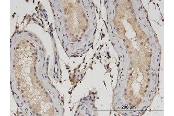 RSG1 antibody  (AA 1-259)
