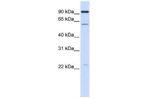 CDC45L antibody used at 1 ug/ml to detect target protein. (CDC45 antibody)