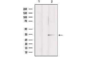 Western blot analysis of extracts from rat brain, using OR2A25 Antibody. (OR2A25 antibody)