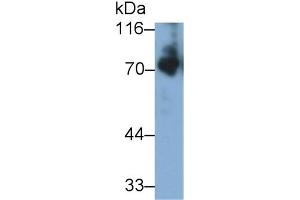 Detection of KNG1 in Mouse Serum using Polyclonal Antibody to Kininogen 1 (KNG1) (KNG1 antibody  (AA 22-379))