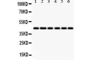 Anti- IDO1 Picoband antibody, Western blottingAll lanes: Anti IDO1  at 0. (IDO1 antibody  (N-Term))