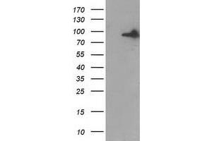 Western Blotting (WB) image for anti-Gephyrin (GPHN) antibody (ABIN1498428) (Gephyrin antibody)