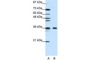 WB Suggested Anti-FBL Antibody Titration:  1. (Fibrillarin antibody  (N-Term))