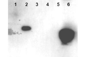 Image no. 1 for anti-High Mobility Group Nucleosome Binding Domain 1 (HMGN1) (AA 19-28), (pSer20), (pSer24) antibody (ABIN401321) (HMGN1 antibody  (pSer20, pSer24))