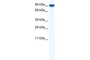 Western Blotting (WB) image for anti-Zinc Finger Protein 1, Y Linked (ZFY1) antibody (ABIN2461459) (ZFY1 antibody)