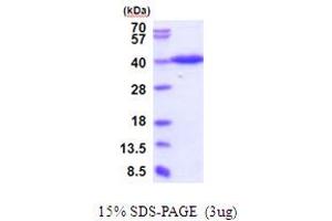 SDS-PAGE (SDS) image for ERGIC and Golgi 3 (ERGIC3) (AA 47-341) protein (His tag) (ABIN5854032)