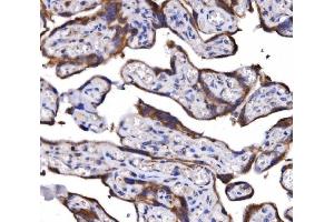 IHC analysis of COX6B1 using anti-COX6B1 antibody (ABIN7603206). (COX6B1 antibody  (N-Term))