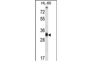 Western blot analysis in HL-60 cell line lysates (35ug/lane). (Syntaxin 6 antibody  (AA 121-149))