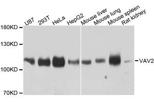 Western blot analysis of extracts of various cell lines, using VAV2 antibody. (VAV2 antibody)
