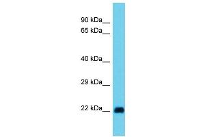 Host: Rabbit  Target Name: Rala  Sample Tissue: Rat Stomach lysates  Antibody Dilution: 1. (rala antibody  (N-Term))