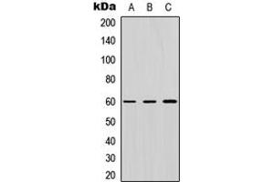 Western blot analysis of ZNF496 expression in HEK293T (A), Raw264.