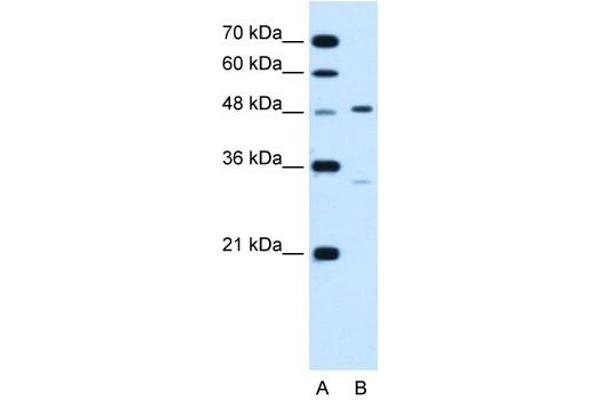 CHST1 antibody