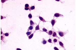 Image no. 2 for anti-G Protein-Coupled Receptor 27 (GPR27) (C-Term) antibody (ABIN1048787) (GPR27 antibody  (C-Term))