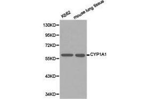 Western Blotting (WB) image for anti-Cytochrome P450, Family 1, Subfamily A, Polypeptide 1 (CYP1A1) antibody (ABIN1872160)