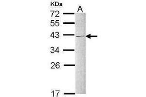 AP19041PU-N hnRNP-C1/C2 antibody staining of Raji whole cell lysate (30 µg) at 1/1000 dilution, 12% SDS PAGE. (HNRNPC antibody  (N-Term))