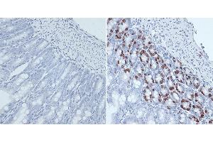 Immunohistochemistry of paraffin-embedded mouse jejunum using BrdU antibody (ABIN2650900) at dilution of 1:300 (40x lens). (BrdU antibody)