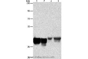 Western blot analysis of Hela and 293T cell, mouse liver tissue and NIH/3T3 cell, using AUP1 Polyclonal Antibody at dilution of 1:500