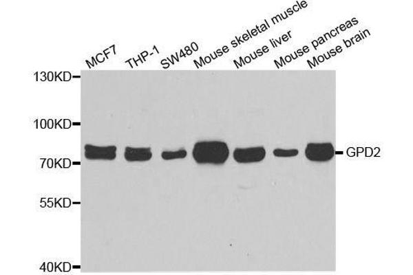 GPD2 antibody  (AA 25-325)