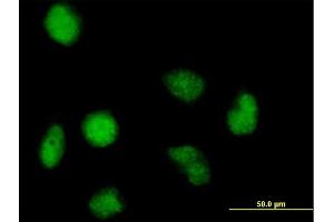 Immunofluorescence of purified MaxPab antibody to FAM50A on HeLa cell. (FAM50A antibody  (AA 1-339))