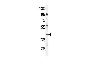 IRF9 Antibody (N-term) (ABIN655818 and ABIN2845242) western blot analysis in mouse spleen tissue lysates (35 μg/lane). (IRF9 antibody  (AA 75-104))