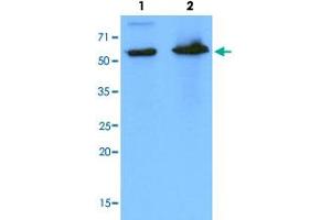 Western Blot analysis of Lane 1: HeLa and Lane 2: 293T cell lysates with PDZK1 monoclonal antibody, clone AT1A2 .