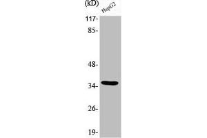 Western Blot analysis of HepG2 cells using Phospho-C/EBP β (T235) Polyclonal Antibody (CEBPB antibody  (pThr235))