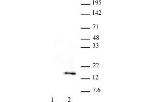 Histone H3T32ph antibody (mAb) tested by Western blot. (Histone 3 antibody  (pThr32))