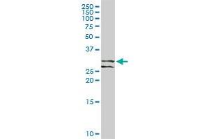 RCHY1 antibody  (AA 1-252)
