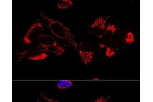 Confocal immunofluorescence analysis of U2OS cells using UQCR10 Polyclonal Antibody at dilution of 1:100. (UQCR10 antibody)
