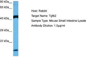 Host: Rabbit Target Name: TGFB2 Sample Tissue: Mouse Small Intestine Antibody Dilution: 1ug/ml (TGFB2 antibody  (Middle Region))