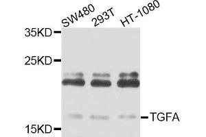 Western blot analysis of extracts of various cells, using TGFA antibody.