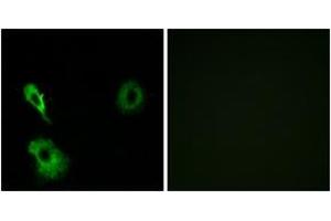 Immunofluorescence analysis of A549 cells, using GRM7 Antibody. (GRM7 antibody  (AA 351-400))