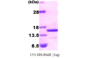 SDS-PAGE (SDS) image for Brain Natriuretic Peptide (BNP) (AA 27-134) protein (His tag) (ABIN666711) (BNP Protein (AA 27-134) (His tag))